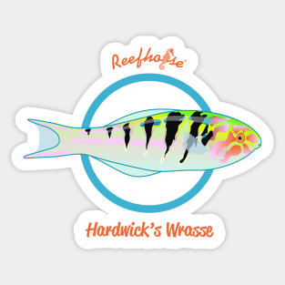 Hardwick's Wrasse Sticker